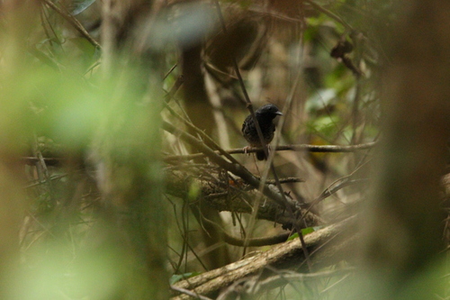 Scalloped Antbird (Myrmoderus ruficauda), photo 3