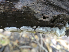 Auricularia mesenterica