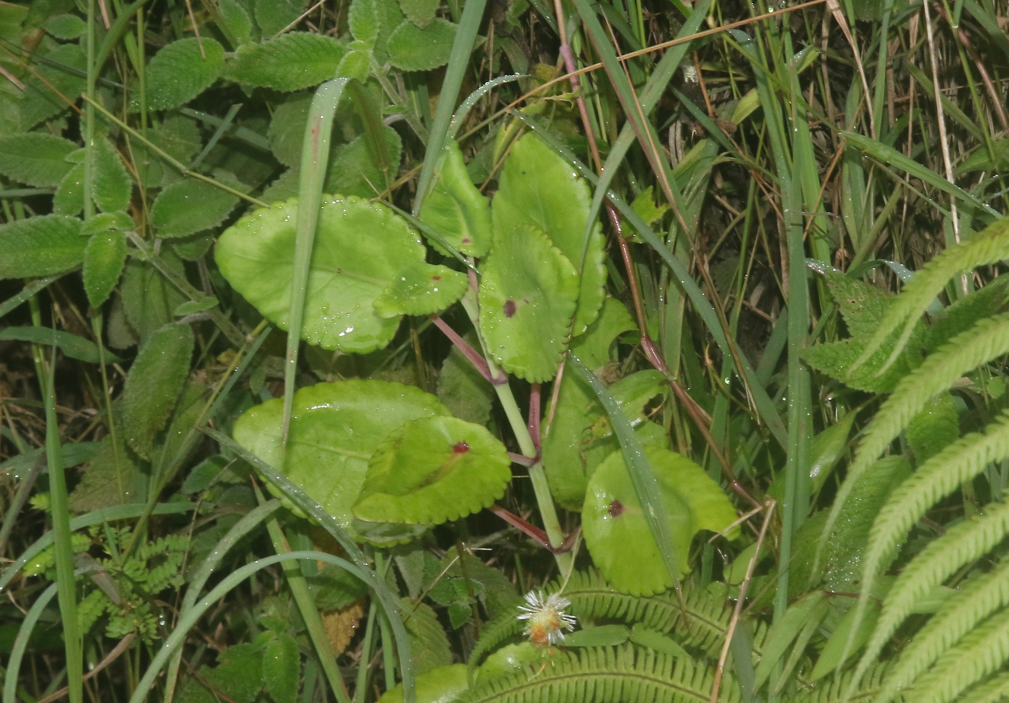 Kitchingia peltata Baker 2