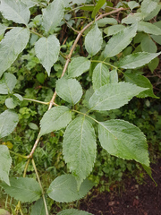 Sambucus nigra