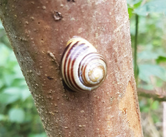 Cepaea hortensis