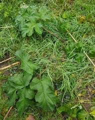 Heracleum sphondylium