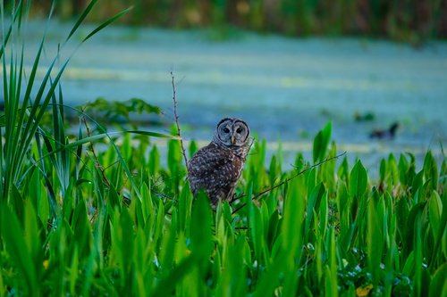 View observation of {o.common_name} on iNaturalist