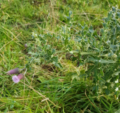 Cirsium arvense