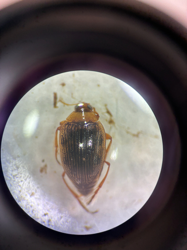 Haliplus immaculatus