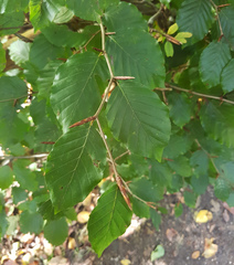 Fagus sylvatica