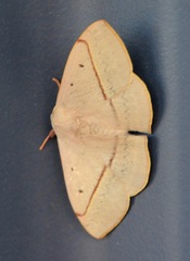 Anthela canescens