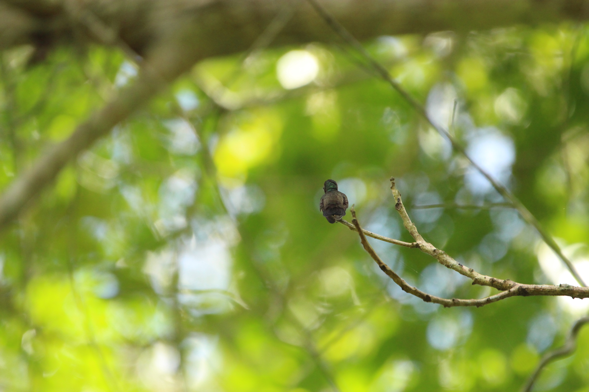 White-chinned Sapphire (Chlorestes cyanus), photo 9