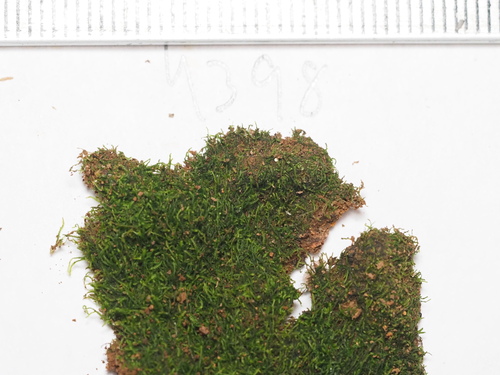 Cephaloziella observed 2026-03-02