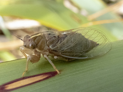 Kikihia southwestlandica