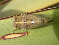 Kikihia southwestlandica