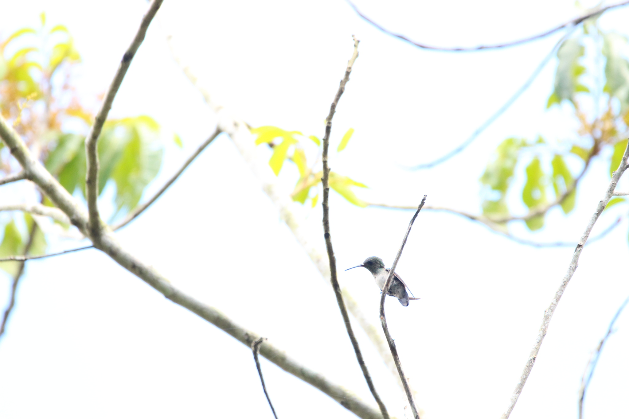 White-chinned Sapphire (Chlorestes cyanus), photo 10