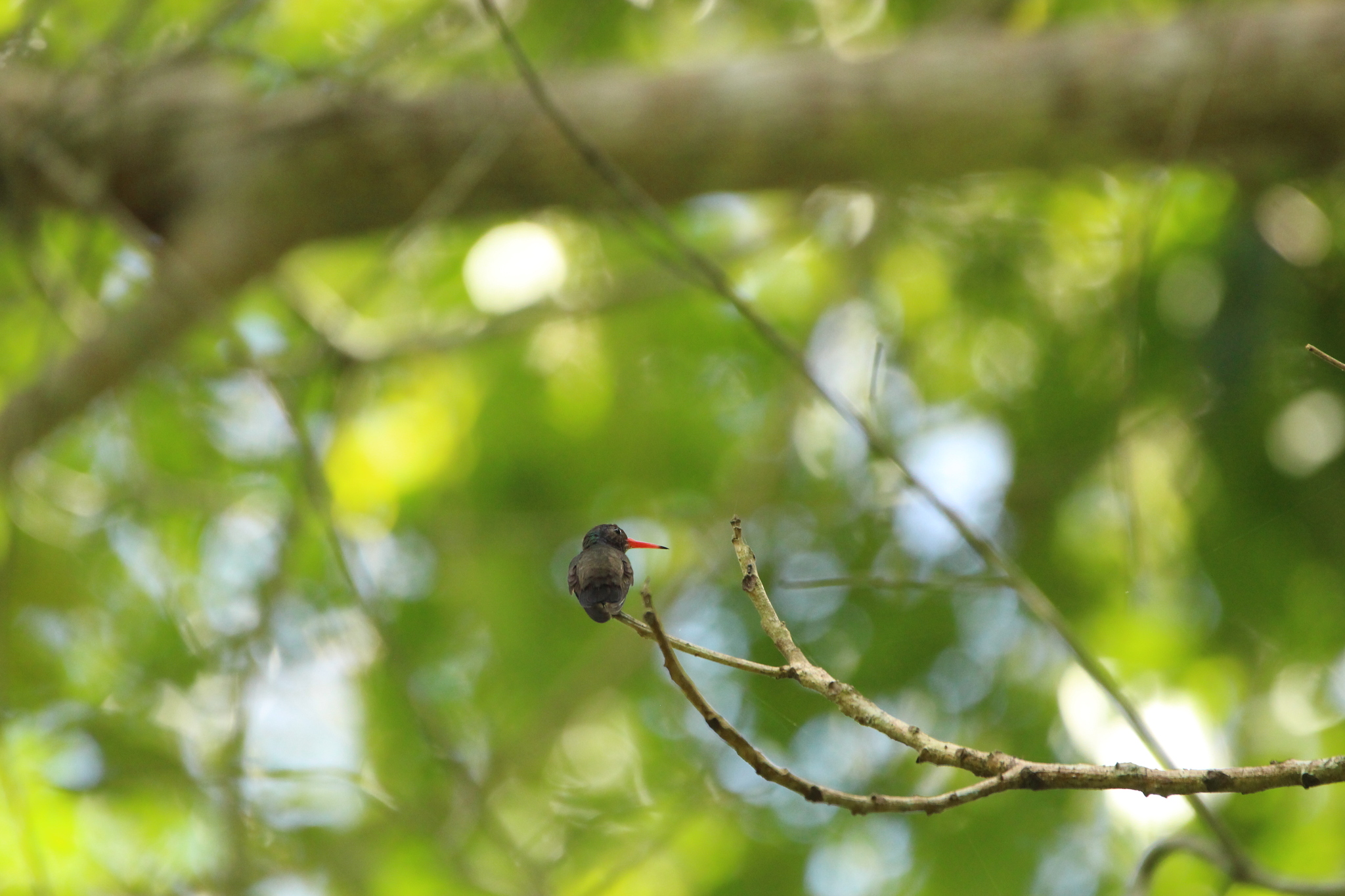 White-chinned Sapphire (Chlorestes cyanus), photo 8