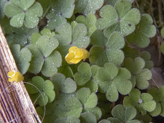 Oxalis exilis