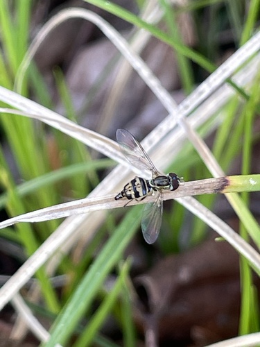Unknown species found near Congaree National Park, Eastover, SC, US