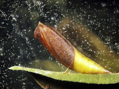 Discoglypha hampsoni