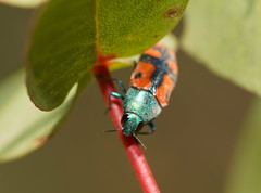 Castiarina scalaris