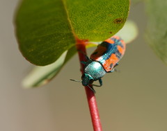 Castiarina scalaris