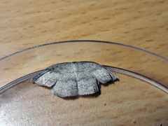 Discoglypha hampsoni