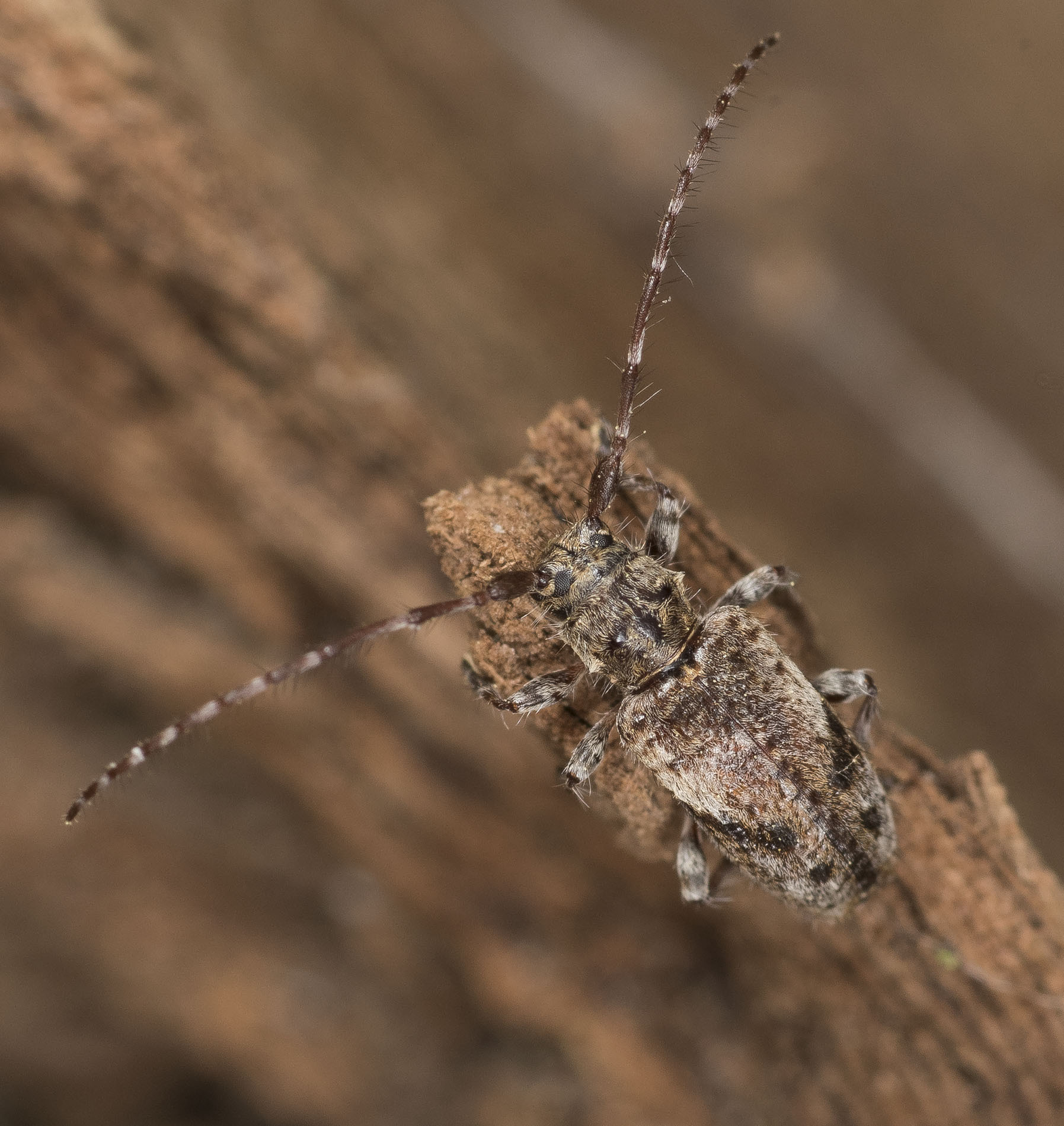 Pogonocherus decoratus