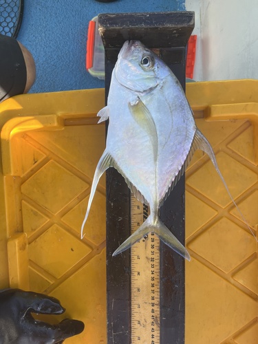 Threadfin jack (Carangoides otrynter) — Carangidae