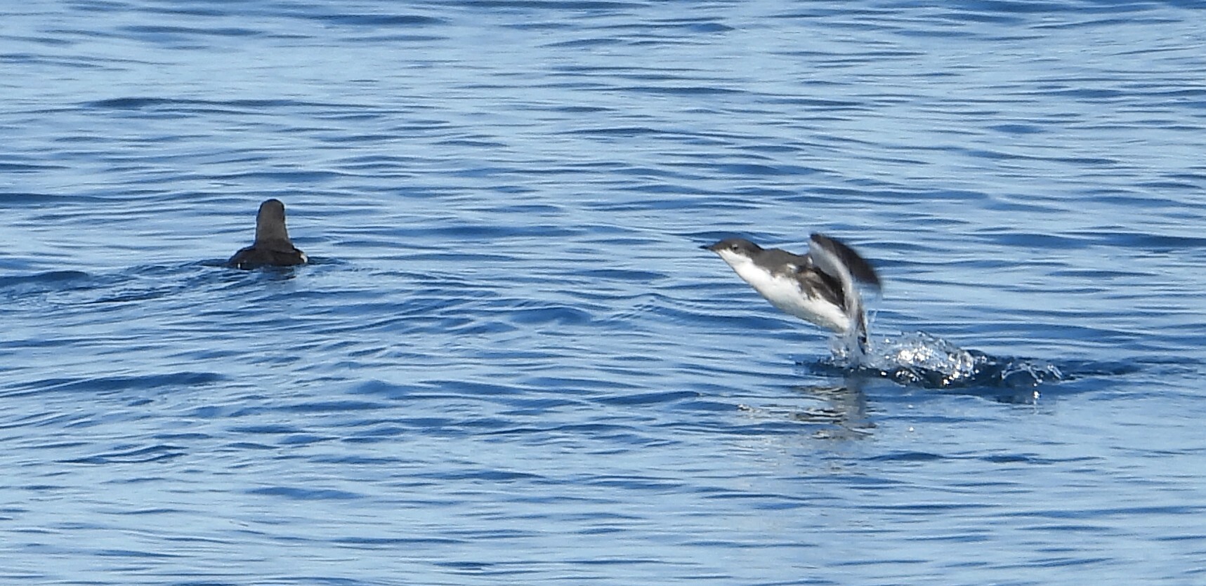 Scripps's Murrelet (Synthliboramphus scrippsi), photo 2