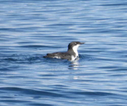 Scripps's Murrelet (Synthliboramphus scrippsi)