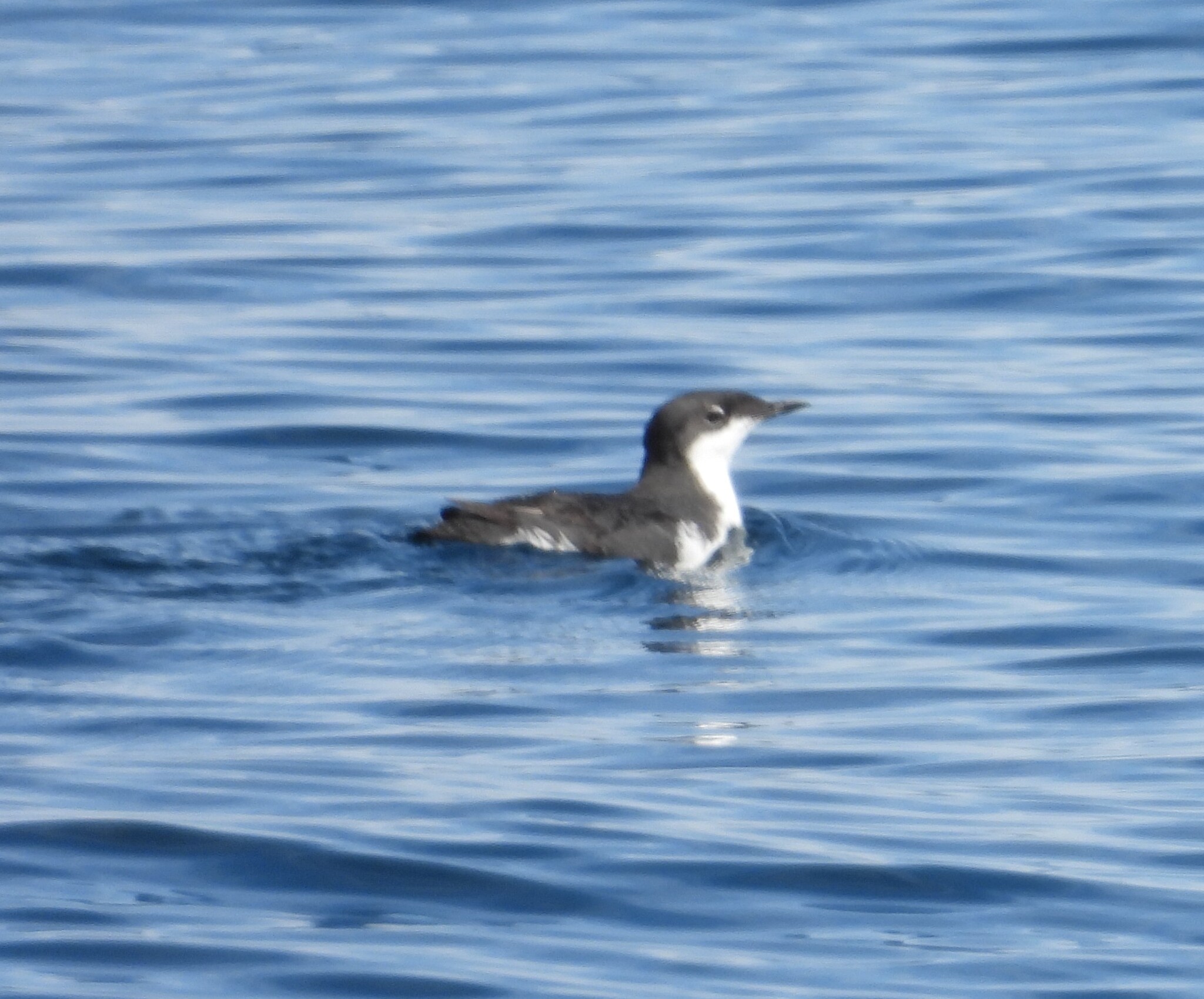 Scripps's Murrelet (Synthliboramphus scrippsi), photo 1