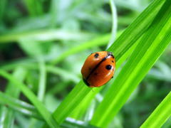 Harmonia octomaculata