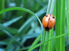 Harmonia octomaculata