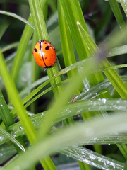 Harmonia octomaculata