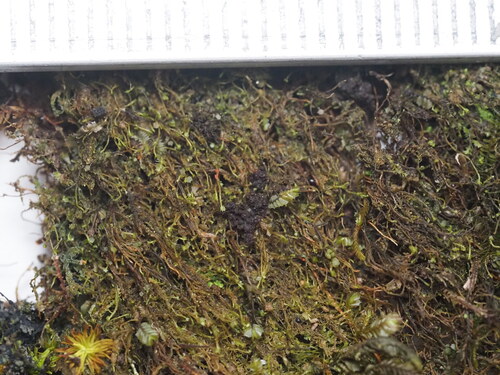 Plagiochila maunakeana observed 2026-03-02