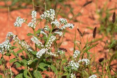 Heliotropium crispatum