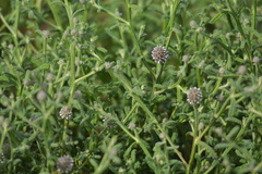 Pterocaulon sphacelatum