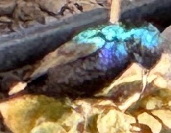 Palestine Sunbird (Cinnyris osea), photo 8