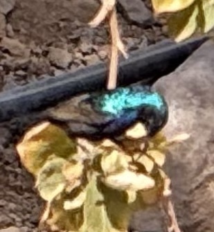 Palestine Sunbird (Cinnyris osea), photo 7