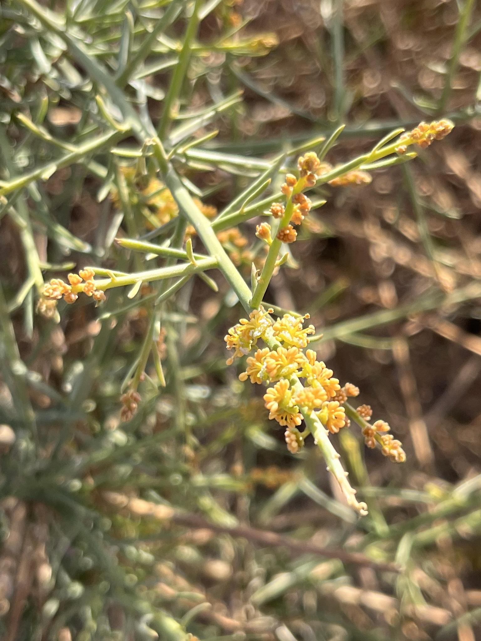 Ochradenus Jagodowy (Ochradenus baccatus)