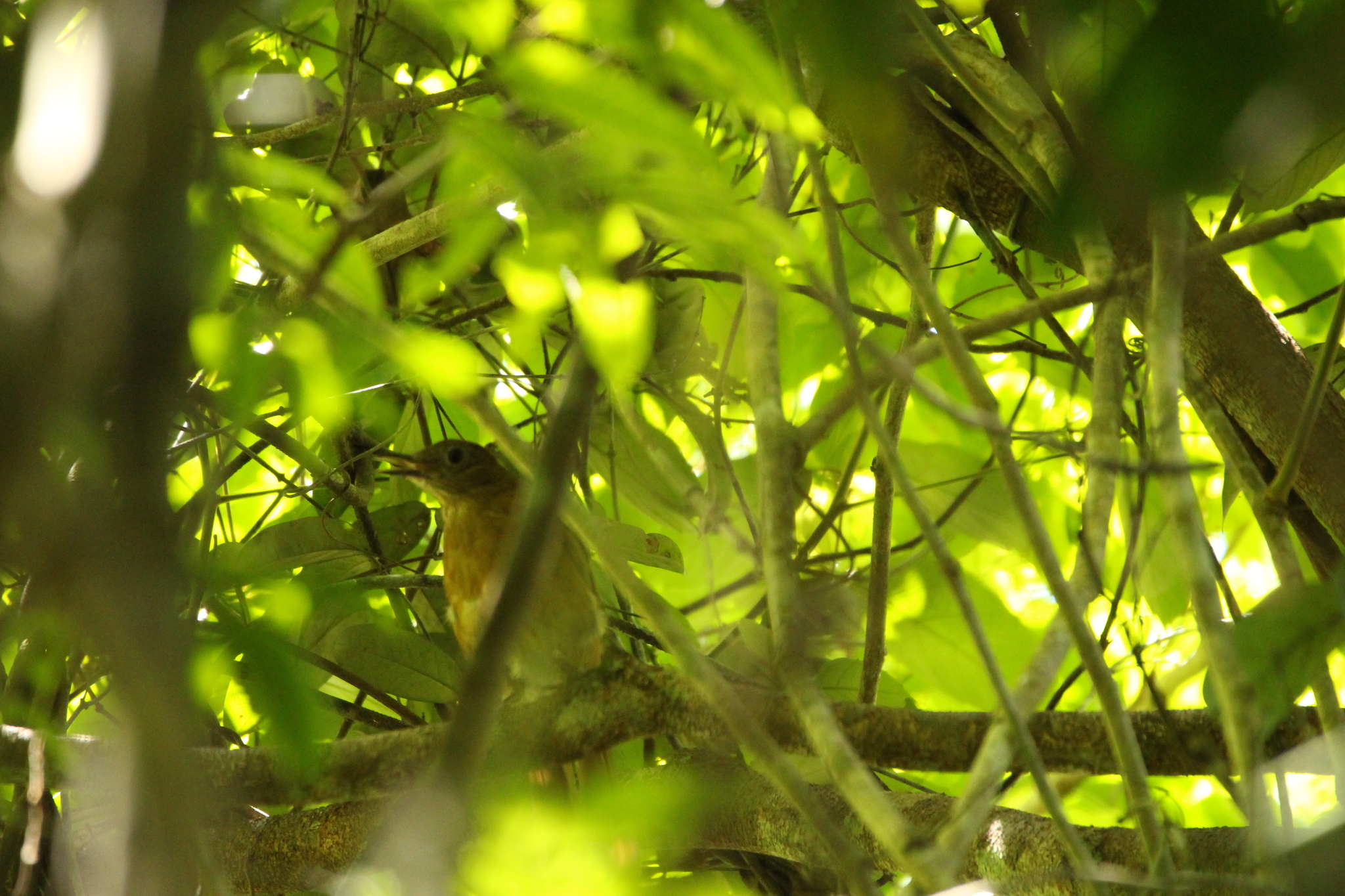 Cocoa Thrush (Turdus fumigatus), photo 6