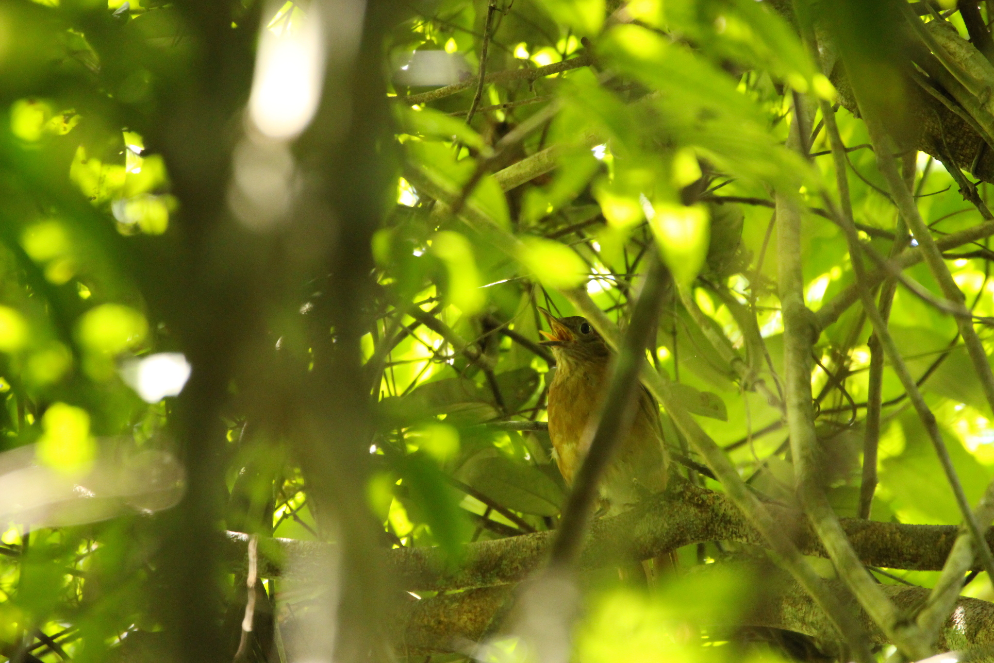 Cocoa Thrush (Turdus fumigatus), photo 2