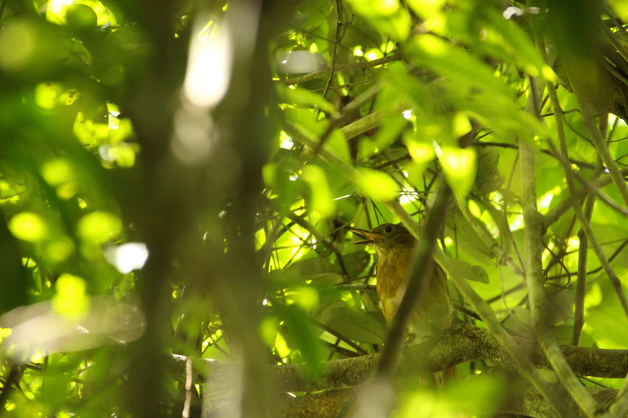 Cocoa Thrush (Turdus fumigatus), photo 4