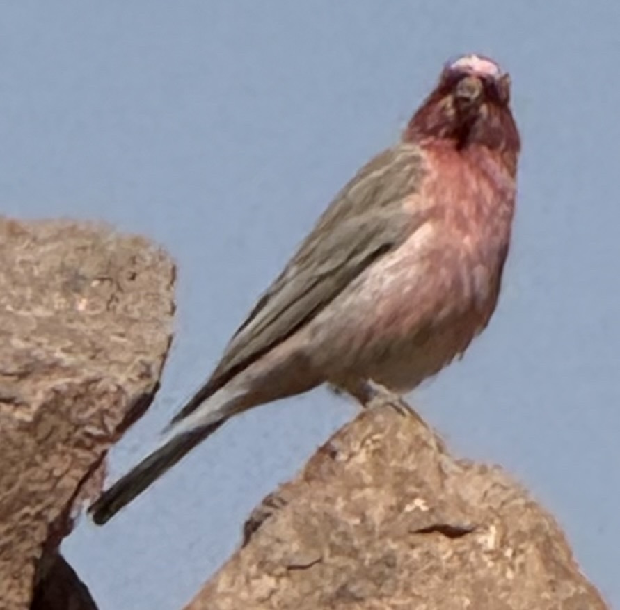 Sinai Rosefinch (Carpodacus synoicus), photo 1