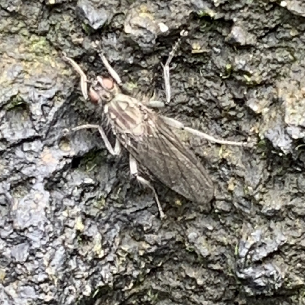 Scathophaga dasythrix