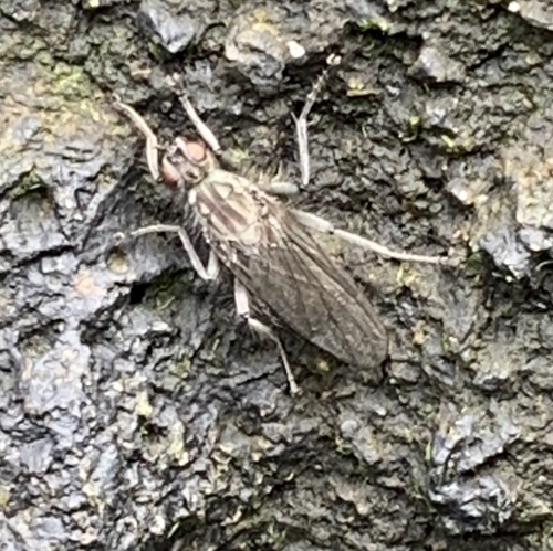 Scathophaga dasythrix