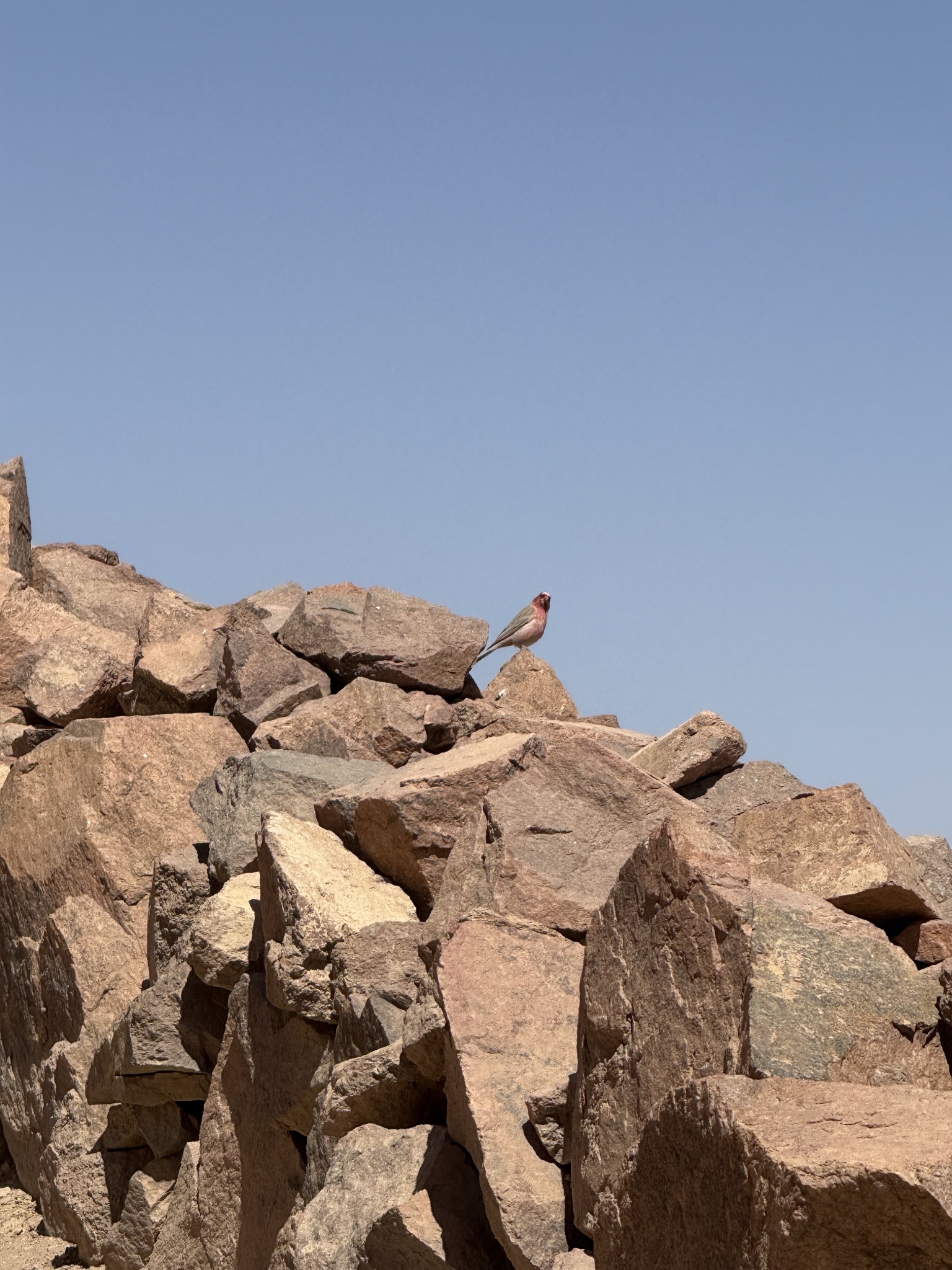 Sinai Rosefinch (Carpodacus synoicus), photo 2