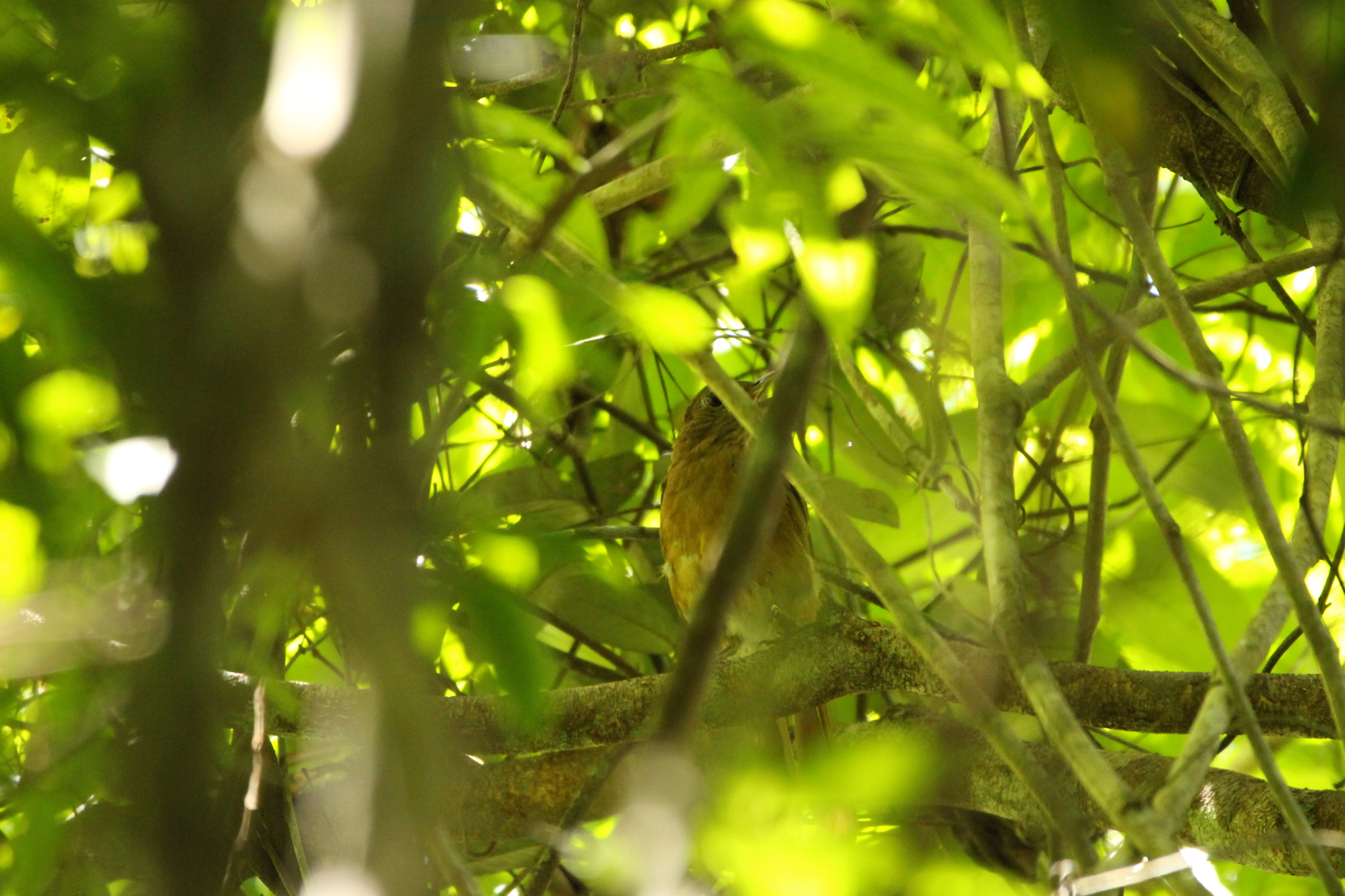 Cocoa Thrush (Turdus fumigatus), photo 5