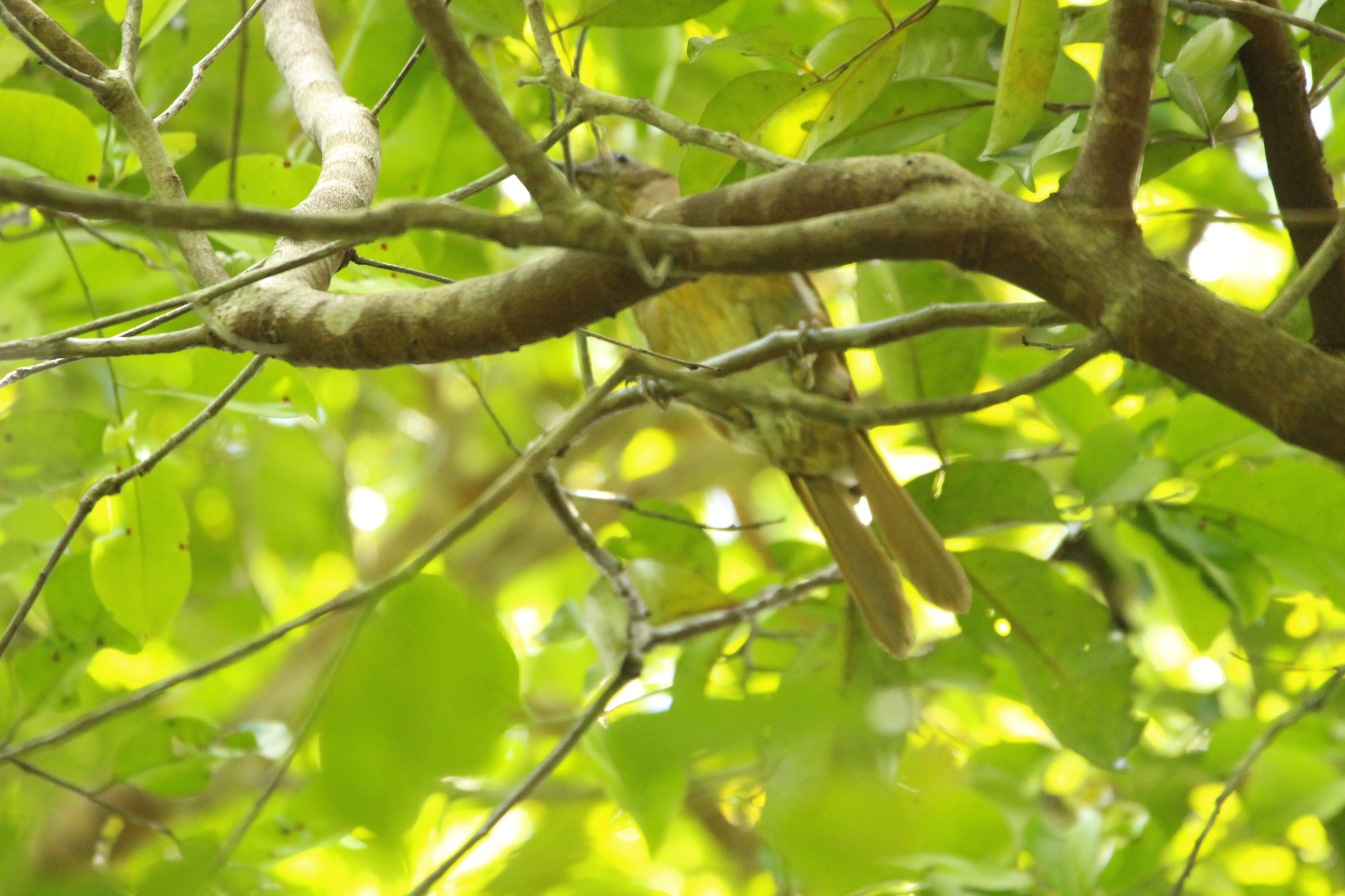 Cocoa Thrush (Turdus fumigatus), photo 7