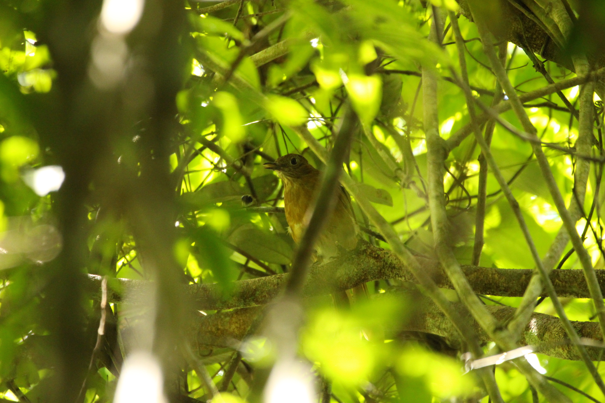 Cocoa Thrush (Turdus fumigatus), photo 3