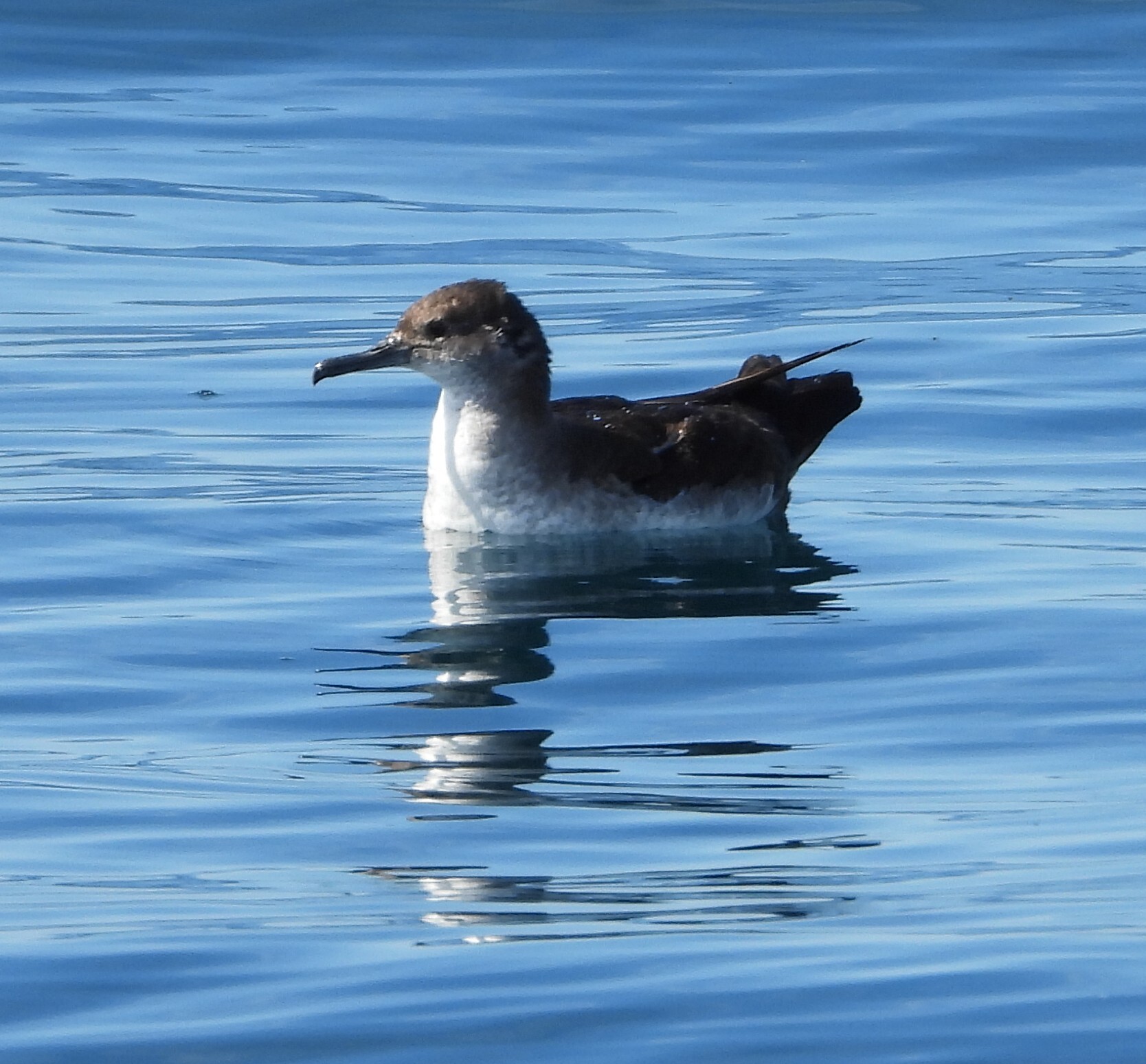 Black-vented Shearwater (Puffinus opisthomelas), photo 5