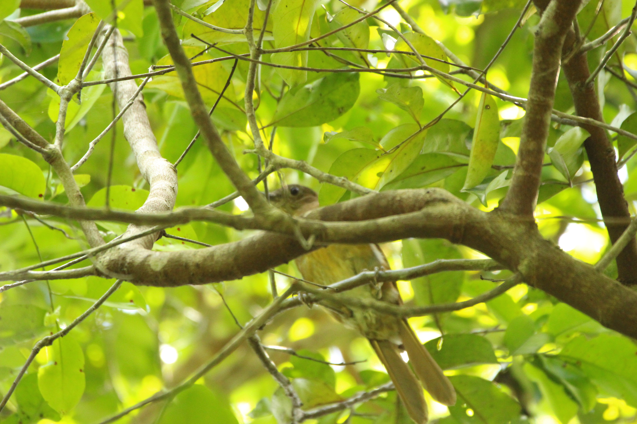 Cocoa Thrush (Turdus fumigatus), photo 9