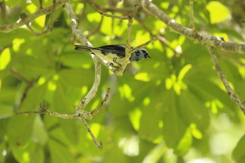 White-bellied Tanager (Tangara brasiliensis), photo 9